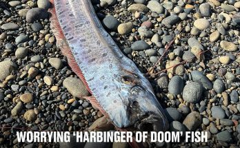 Worrying ‘harbinger of doom’ fish discovered washed up on beach that could be a bad sign for us all