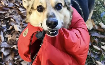 Four Years after My Husband Went Missing, a Dog Brought Me the Jacket He Was Wearing on the Day He Disappeared