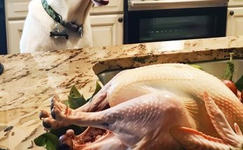 Our Dog Wouldn't Stop Barking at the Thanksgiving Turkey — When I Finally Checked It, I Called the Police