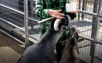 This Woman Was an 80s TV Star Who Left Hollywood & Now Takes Care of Animals on Her Ranch at 74 - Photo