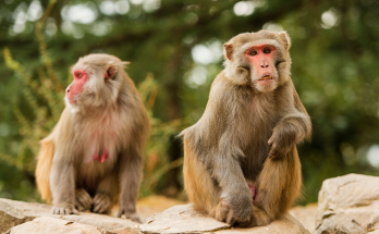 (VIDEO) Forty monkeys escape from research facility in South Carolina