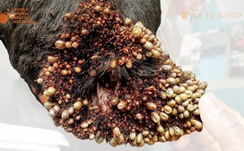 German Shepherd Dog Infested With Thousands of Ticks Rescued From Misery is Given New Life by Viktor