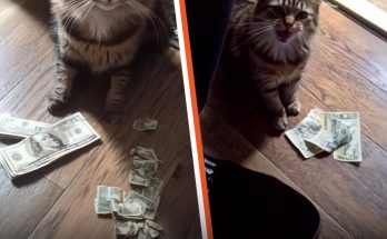 Older Lady Finds Money on Floor Every Day, Sees Her Cat Bring It and Follows Him – Story of the Day