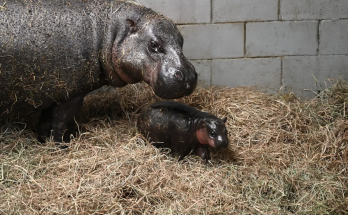 Zoo in Virginia launches poll to name newborn pygmy hippopotamus calf