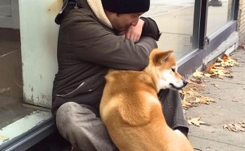 Dog Goes to Closed Store Daily then Leaves, One Evening Poor Boy Notices and Follows It — Story of the Day