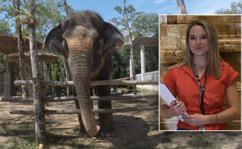 Expert warns Americans about elephant tourism after young student is killed in Thailand: 'Recipe for disaster'