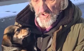 Homeless Man Asked Me to Take His Dog – A Month Later, I Received a Mysterious Letter