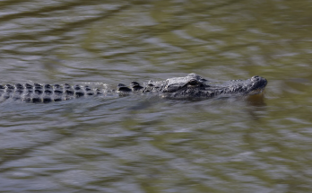 Woman's kayaking adventure takes terrifying turn when predator attacks: 911 call