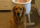 We Nearly Gave Away Our Golden Retriever Because He Barked at the Nanny — But Then I Checked the Camera Footage and Was Stunned
