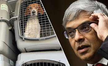 NIH closes experimentation labs accused of brutally killing thousands of beagles for 40+ years