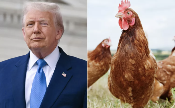 Trump Administration Cancels $600 Million Contract to Develop Bird Flu Vaccine
